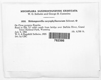 Melampsorella elatina image